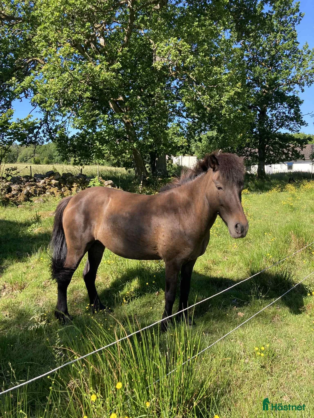 Sällskap hästar till salu: Islandshäst utan stamm - Annons 1