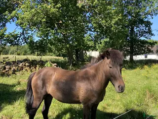 hästar Islandshäst utan stamm - Annons 15