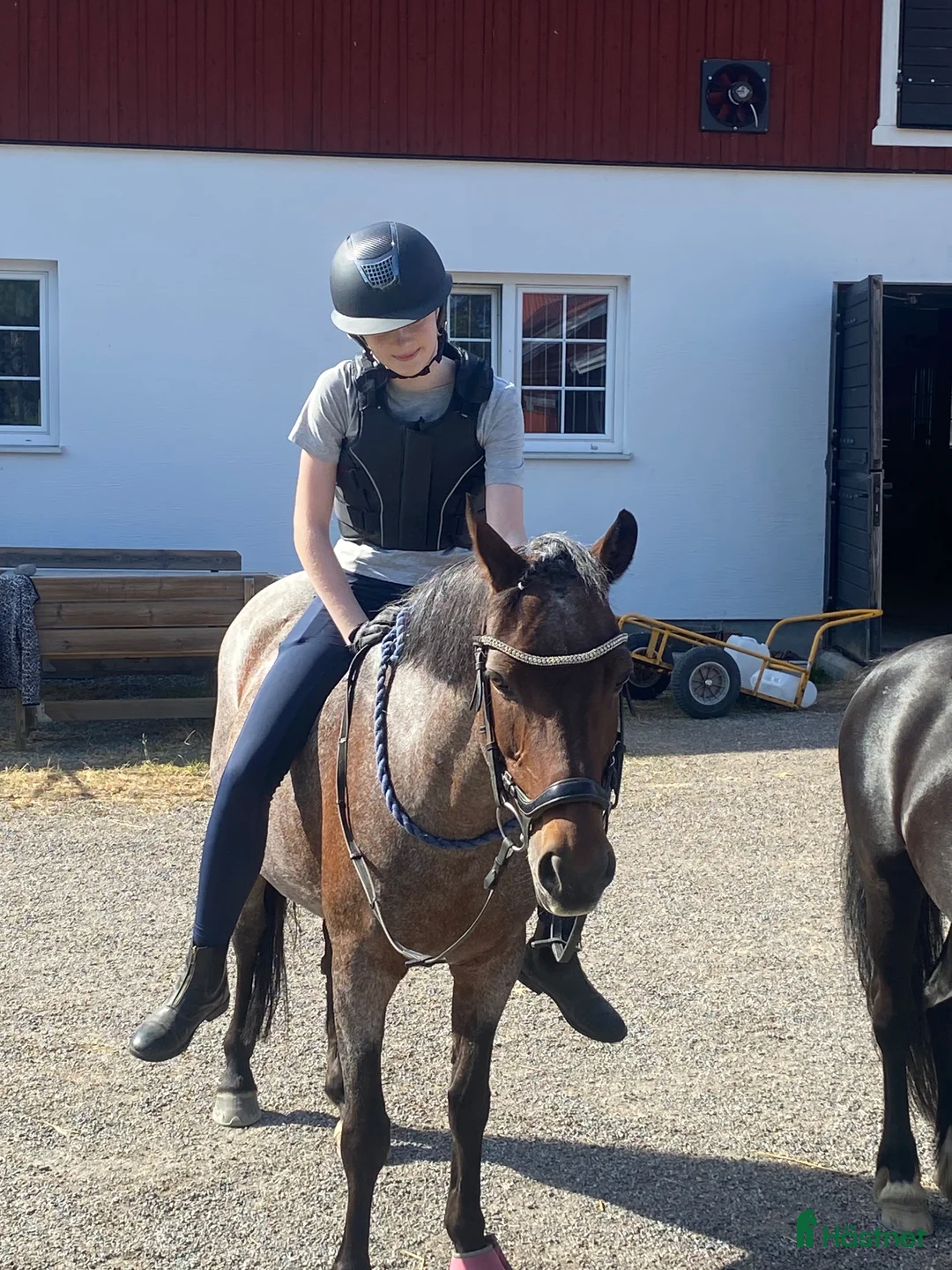  medryttarhäst sökes: Medryttarhäst sökes i Stockholm  i Stockholm - Annons 1