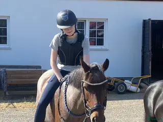 medryttarhäst sökes: Medryttarhäst sökes i Stockholm - Annons 5