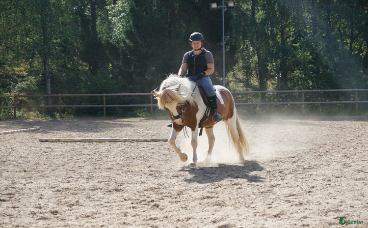  hästar i Vallentuna - Annons 13