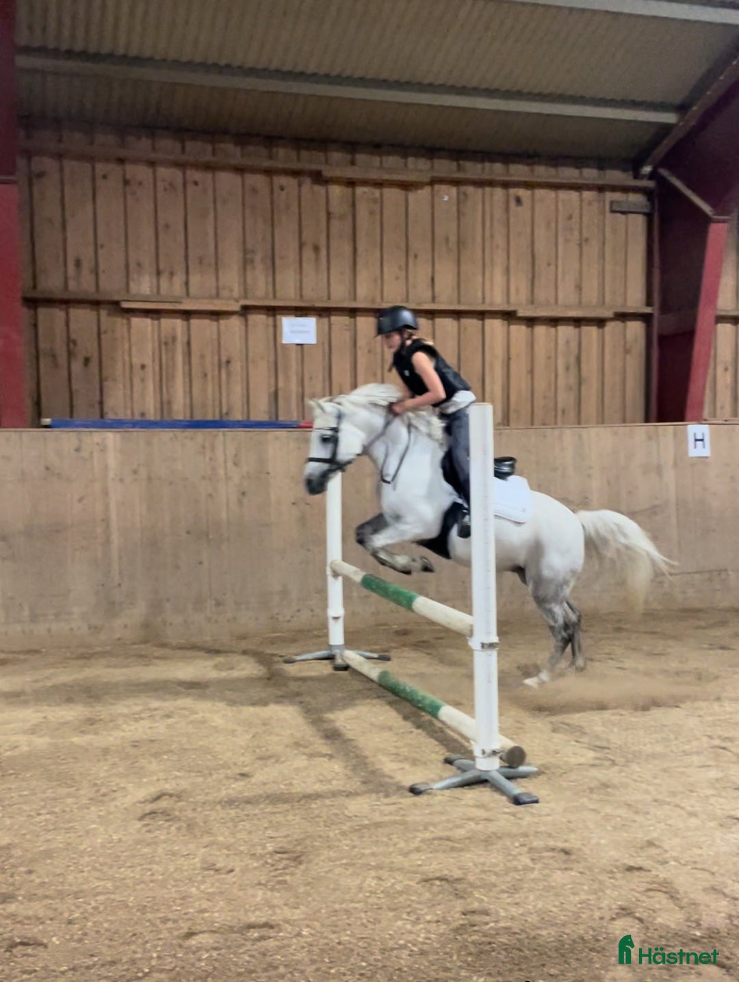  foderhäst sökes: Fodervärd/medryttare i Stocksund - Annons 1