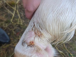 Övrig utrustning övrig utrustning till salu: Bytes i Väröbacka - Annons 1