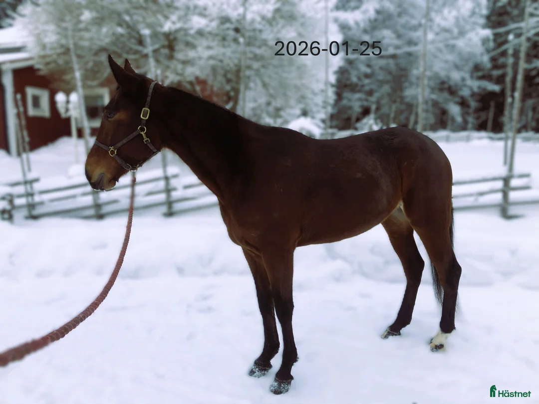 Trav hästar till salu: Travhäst - Annons 2