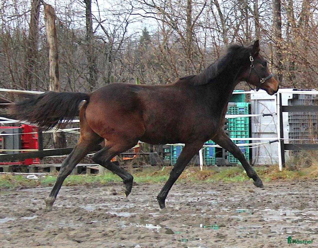 Dressyr hästar till salu: Dressyr ämne!  - Annons 4
