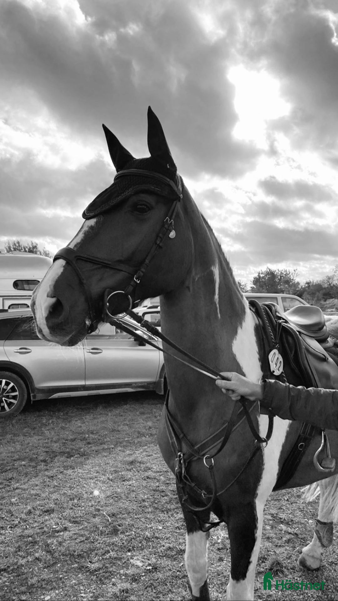 Allround hästar till salu: Din nästa bästa kompis? i Söderköping - Annons 3