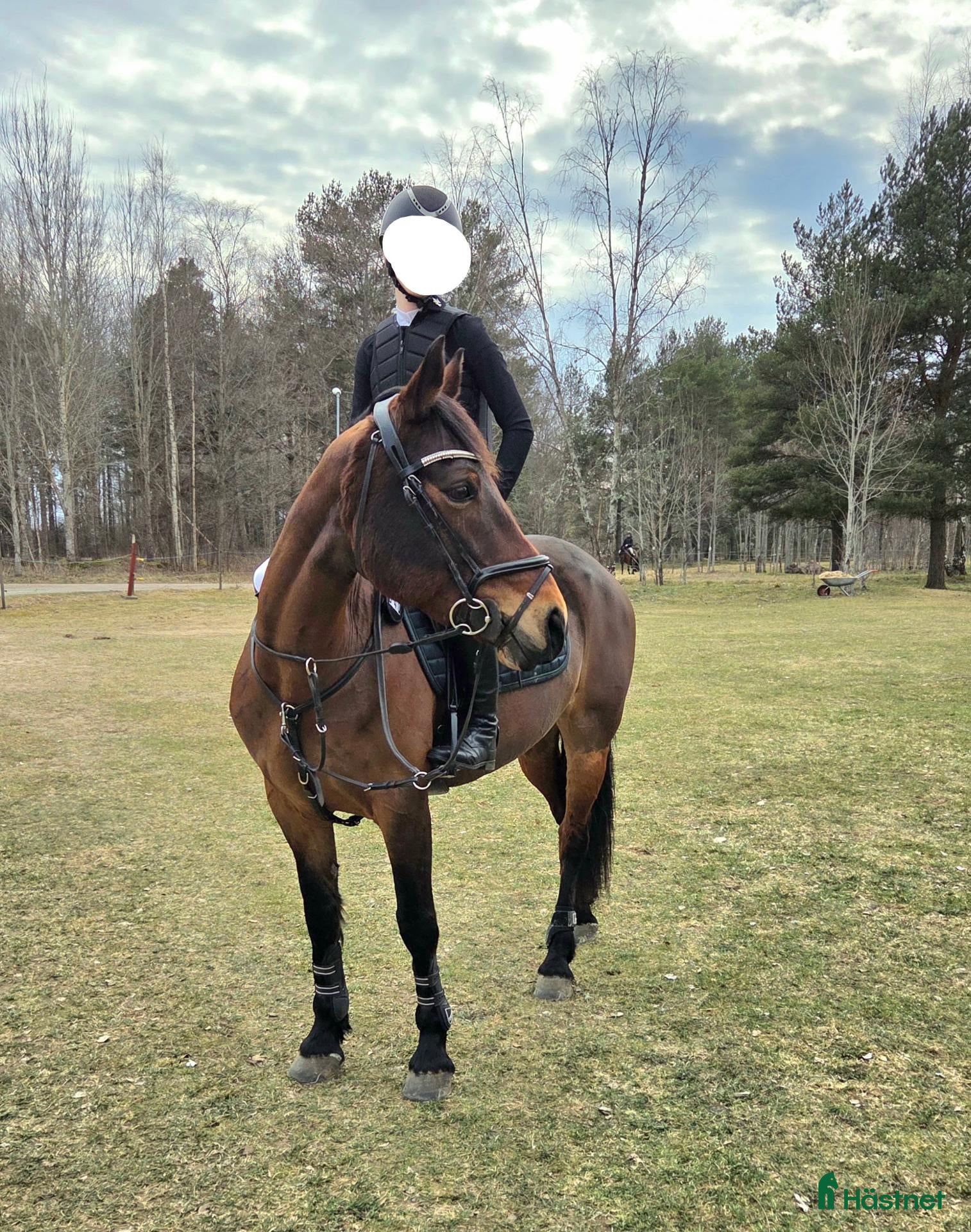 Hoppning hästar till salu: Härlig hopp-ponny - Annons 1