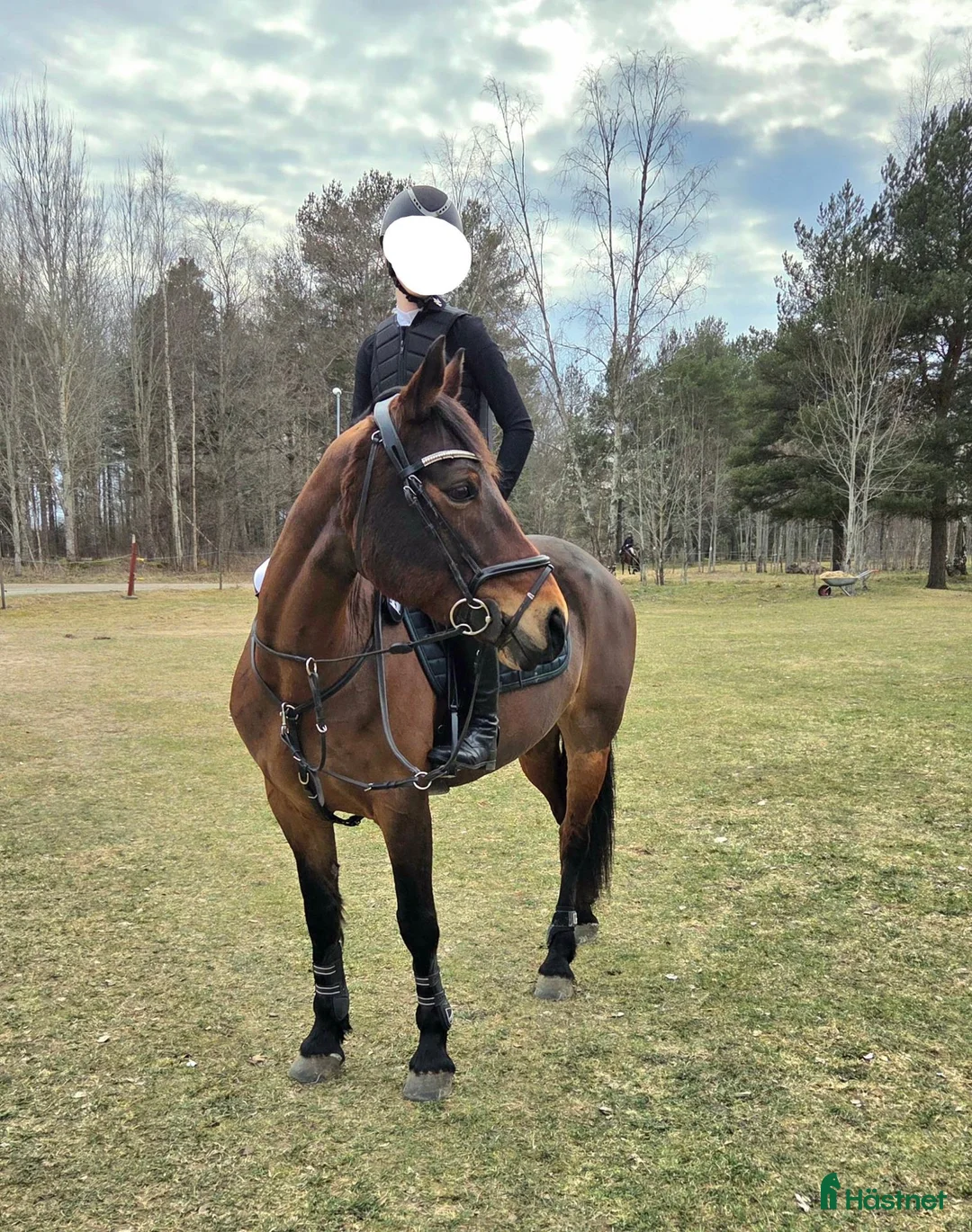 Hoppning hästar till salu: Härlig hopp-ponny i Tranås - Annons 1