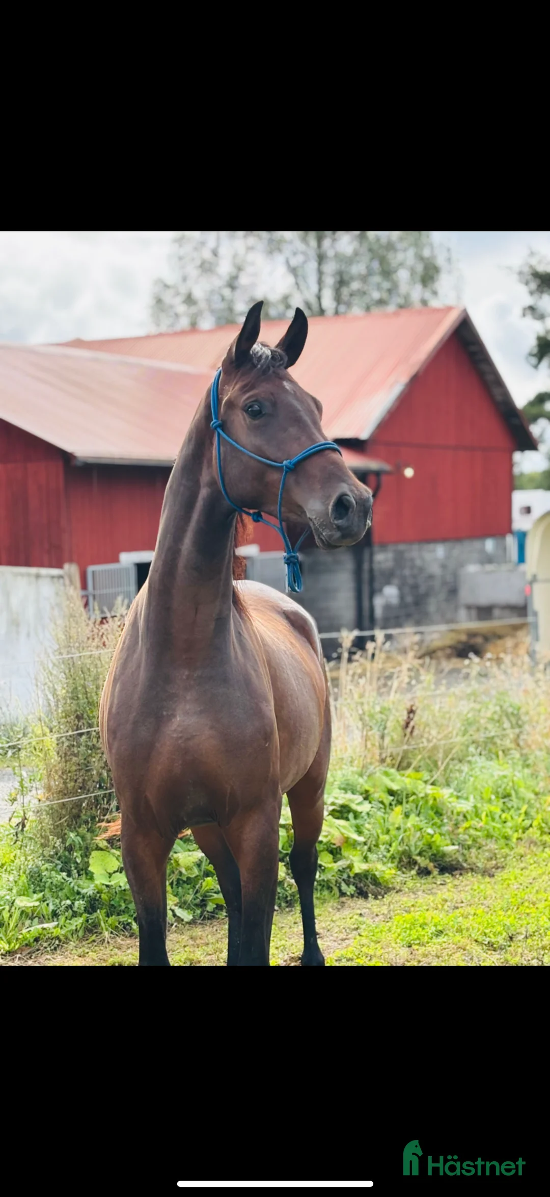 Allround hästar till salu: Trevlig Valack  i Nora - Annons 3