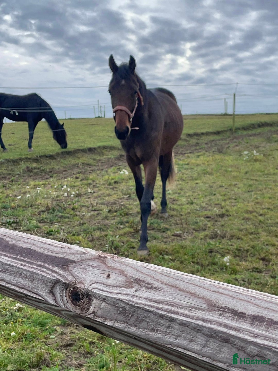 Trav hästar till salu: Snygg 1-årig hingst till trav i Skurup - Bild 3