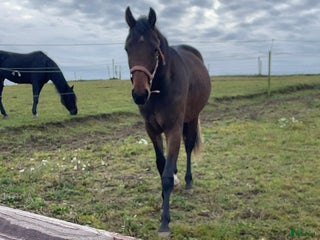 Trav hästar till salu: Snygg 1-årig hingst till trav i Skurup - Annons 1