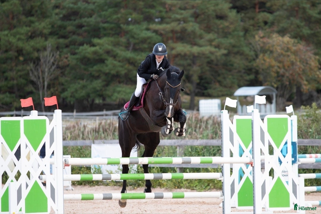  hästar D-ponny hoppning sökes  i Hedemora - Annons 1