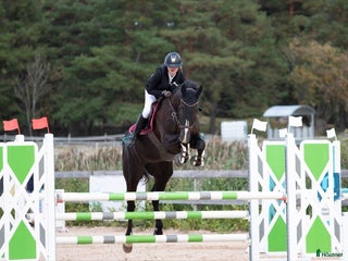 hästar D-ponny hoppning sökes i Hedemora - Annons 1