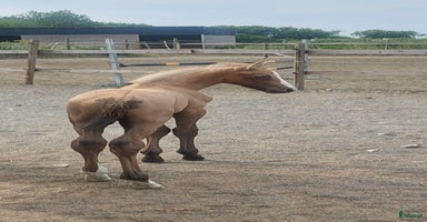  hästar i Onslunda - Annons 2