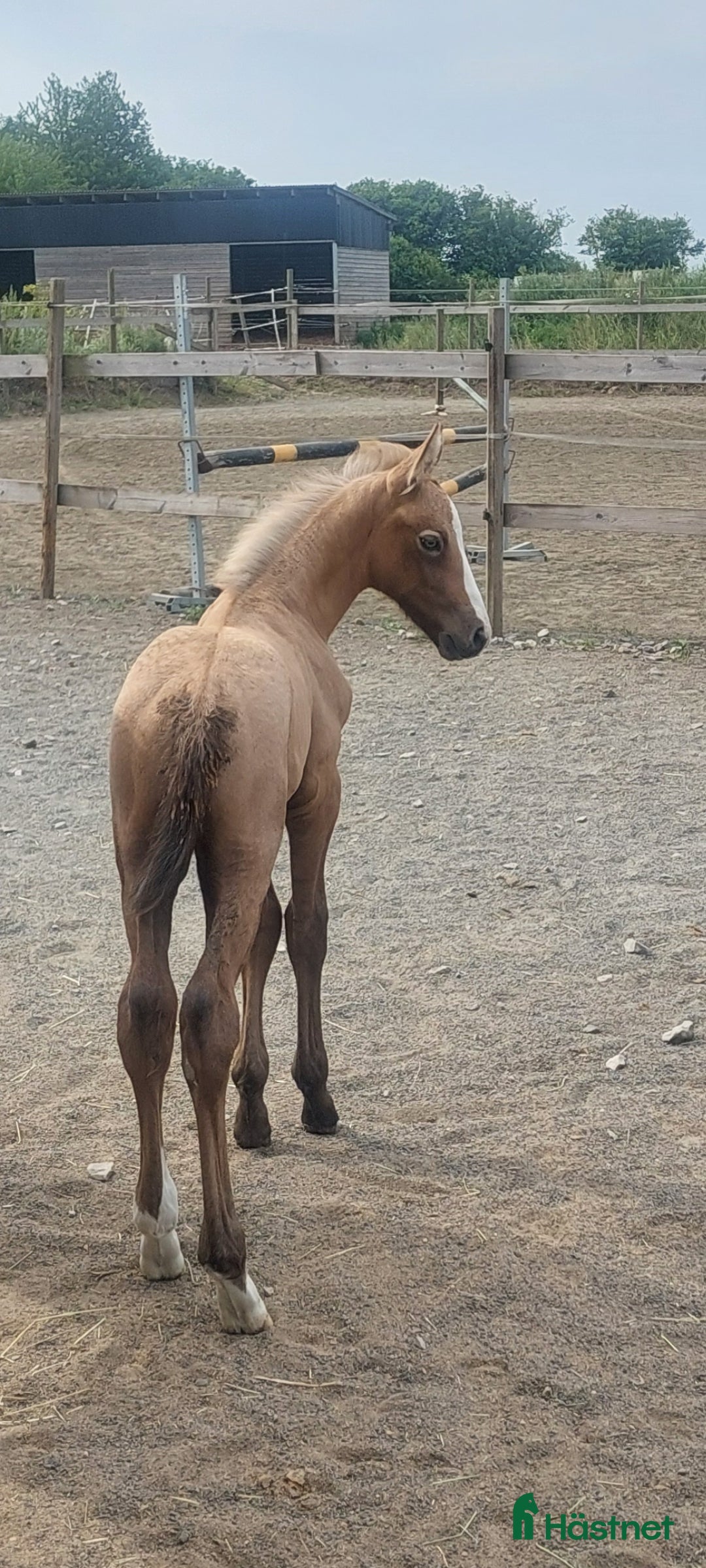 Hoppning hästar till salu: Topp ponny i storhäst format i Onslunda - Annons 3