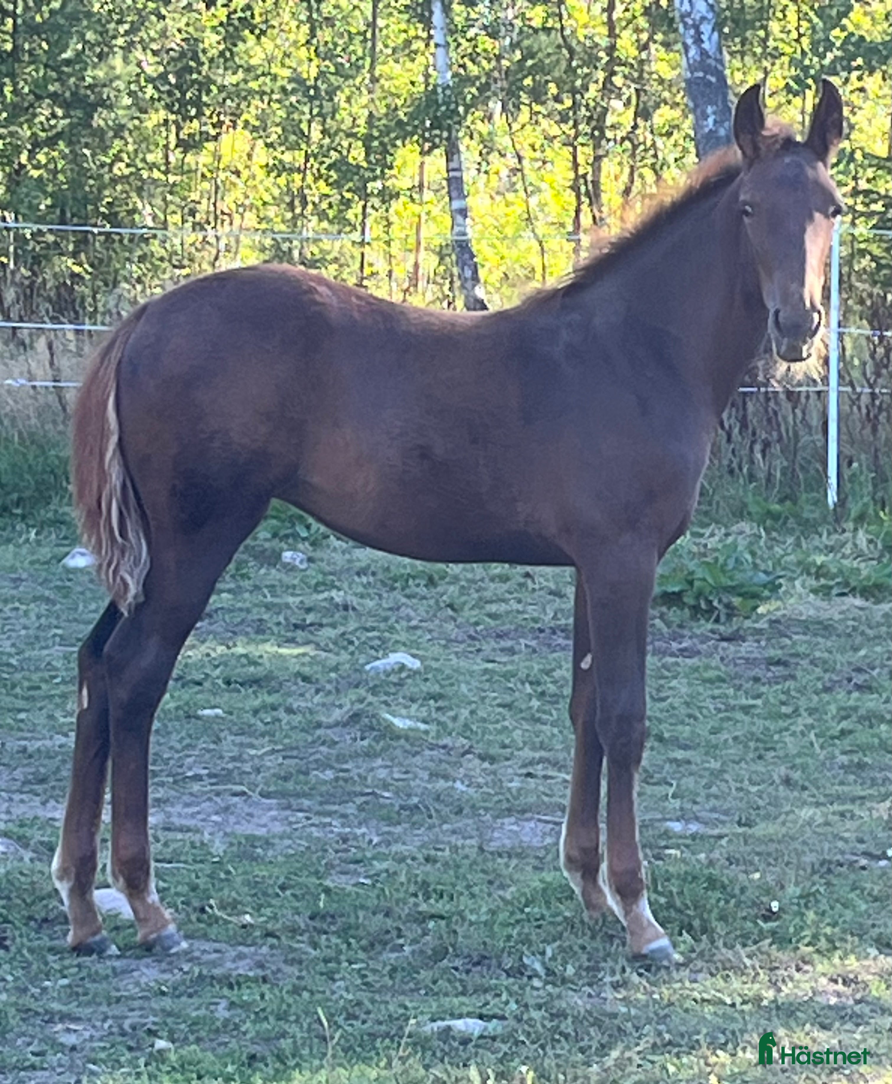  hästar FUXSTO ÅRSFÖL i Norrköping - Annons 6