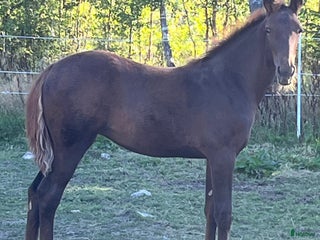 hästar FUXSTO ÅRSFÖL i Norrköping - Annons 1