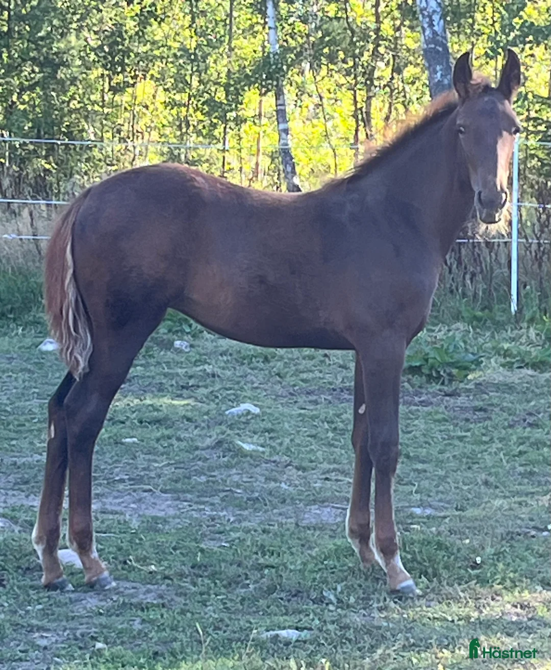 Trav hästar till salu: FUXSTO ÅRSFÖL i Norrköping - Annons 1