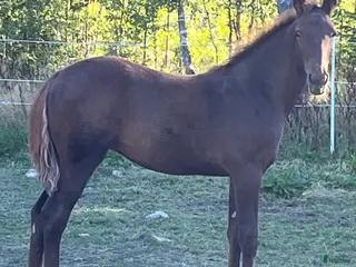 hästar FUXSTO ÅRSFÖL i Norrköping - Annons 5