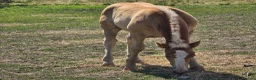  foderhäst finnes: 🐴Fodervärd sökes till Ardennerhingst 🐴  - Annons 2