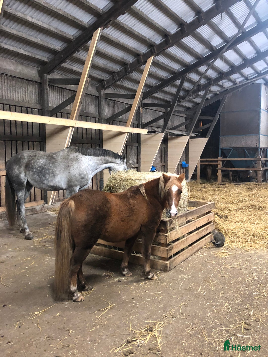 Allround hästar till salu: B-ponnyn Sune  i Kalmar - Annons 4