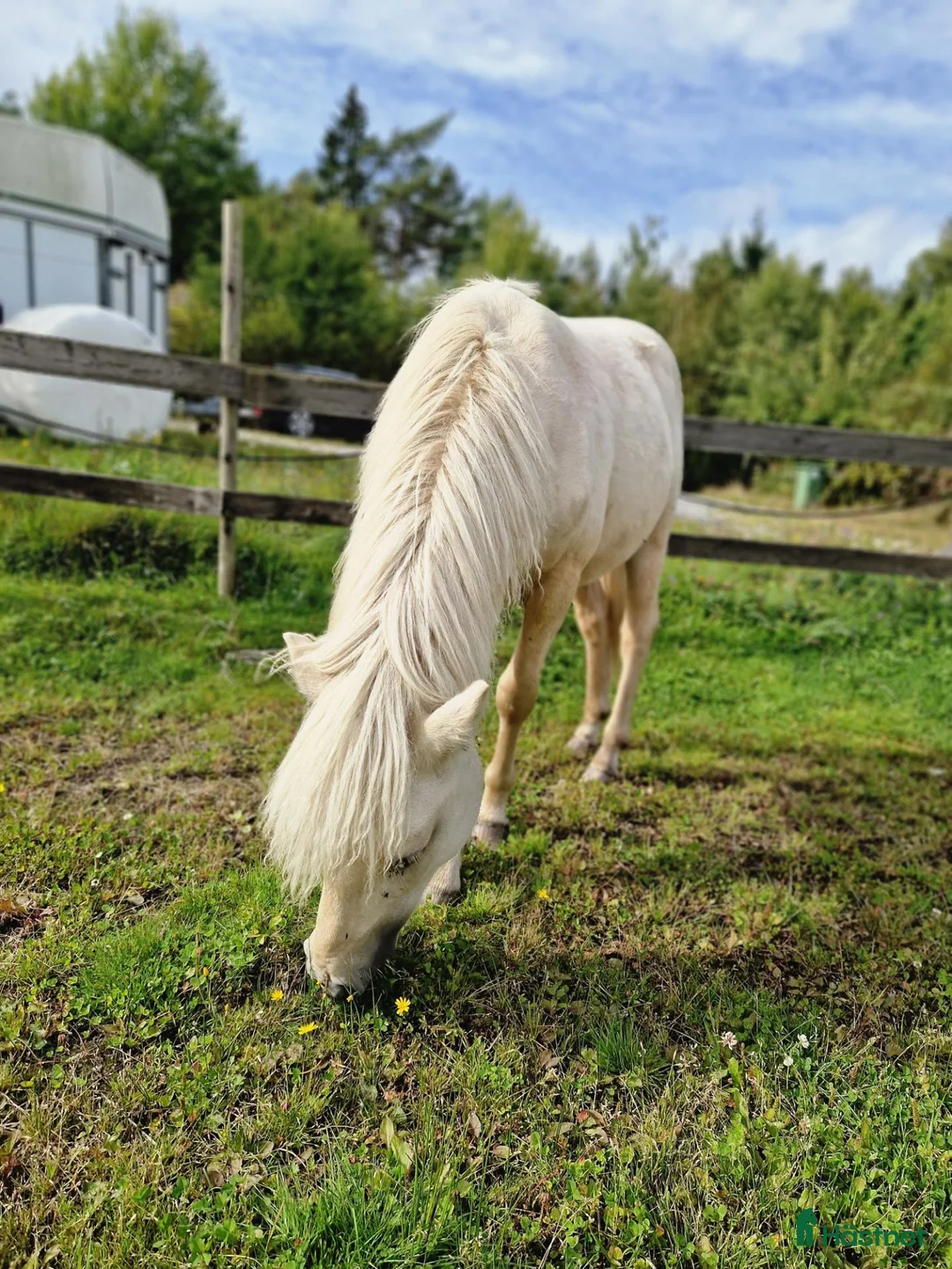 Trav hästar till salu: Cortado-en framtida stjärna på travovalen? - Annons 2