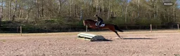 Allround hästar till salu: ⭐️ Lovande allroundponny ⭐️ - Annons 1