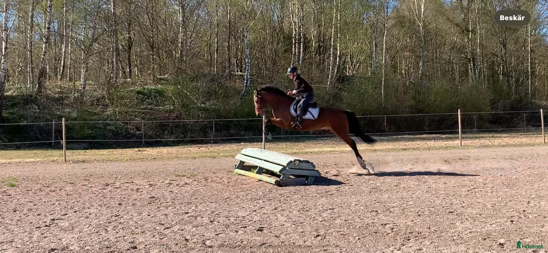 Allround hästar till salu: ⭐️ Lovande allroundponny ⭐️ - Annons 1