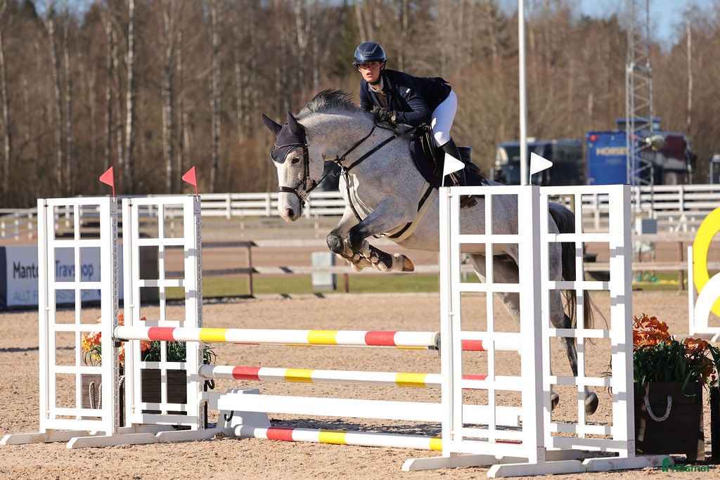  hästar Trevligt hoppsto - Annons 5