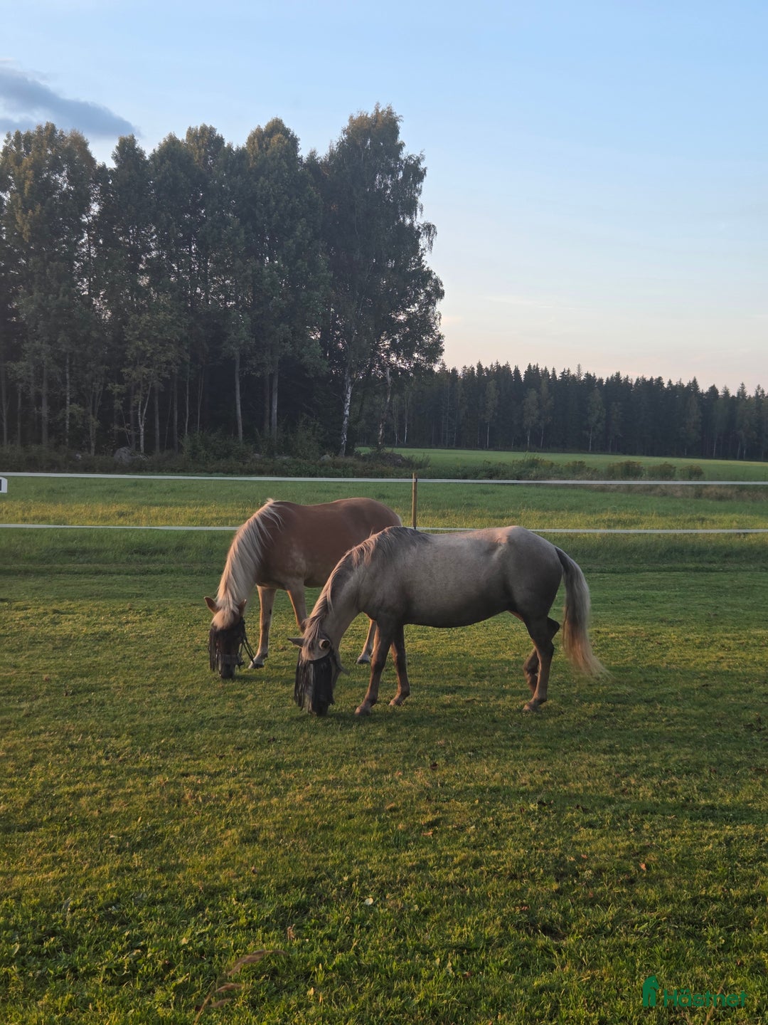 Sällskap hästar till salu: Sällskapsponny samt lättare ridturer! i Växjö - Annons 3