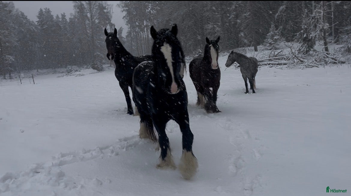  hästar Irish Cob x Clydesdale hingst  - Annons 1