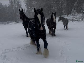 hästar Irish Cob x Clydesdale hingst - Annons 2
