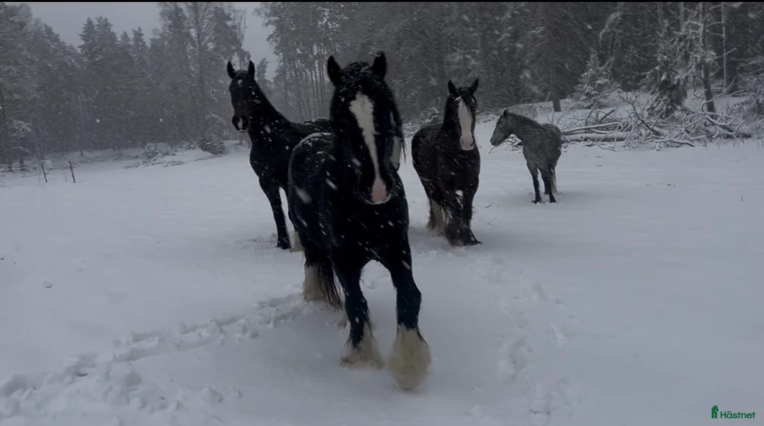 Övrigt hästar till salu: Irish Cob x Clydesdale hingst  - Annons 2