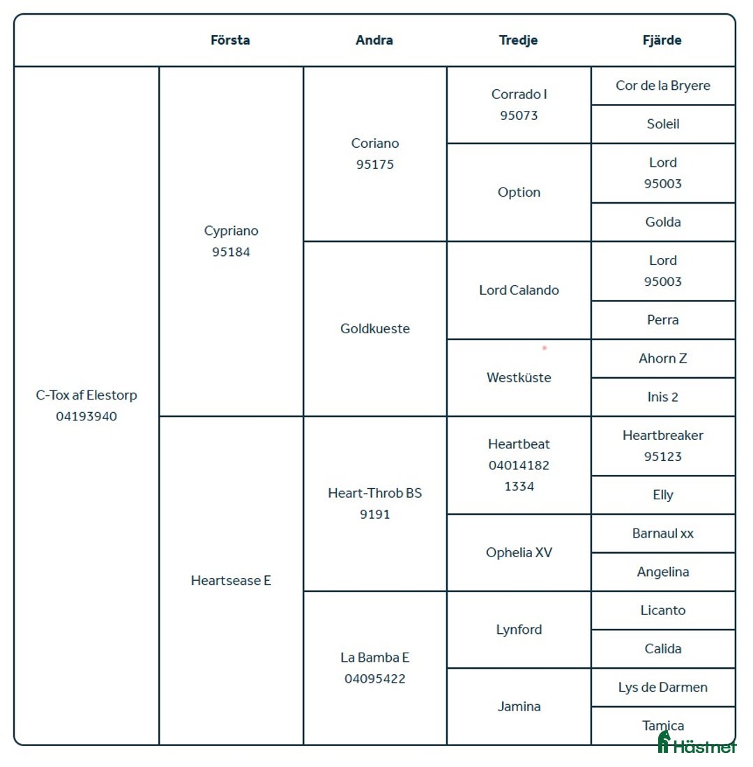 Hoppning hästar till salu: Fin 6-årig valack  i Mörrum - Annons 3