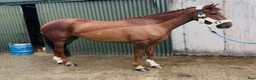 Allround hästar till salu: Lovely allrounder type 160cm - Annons 14