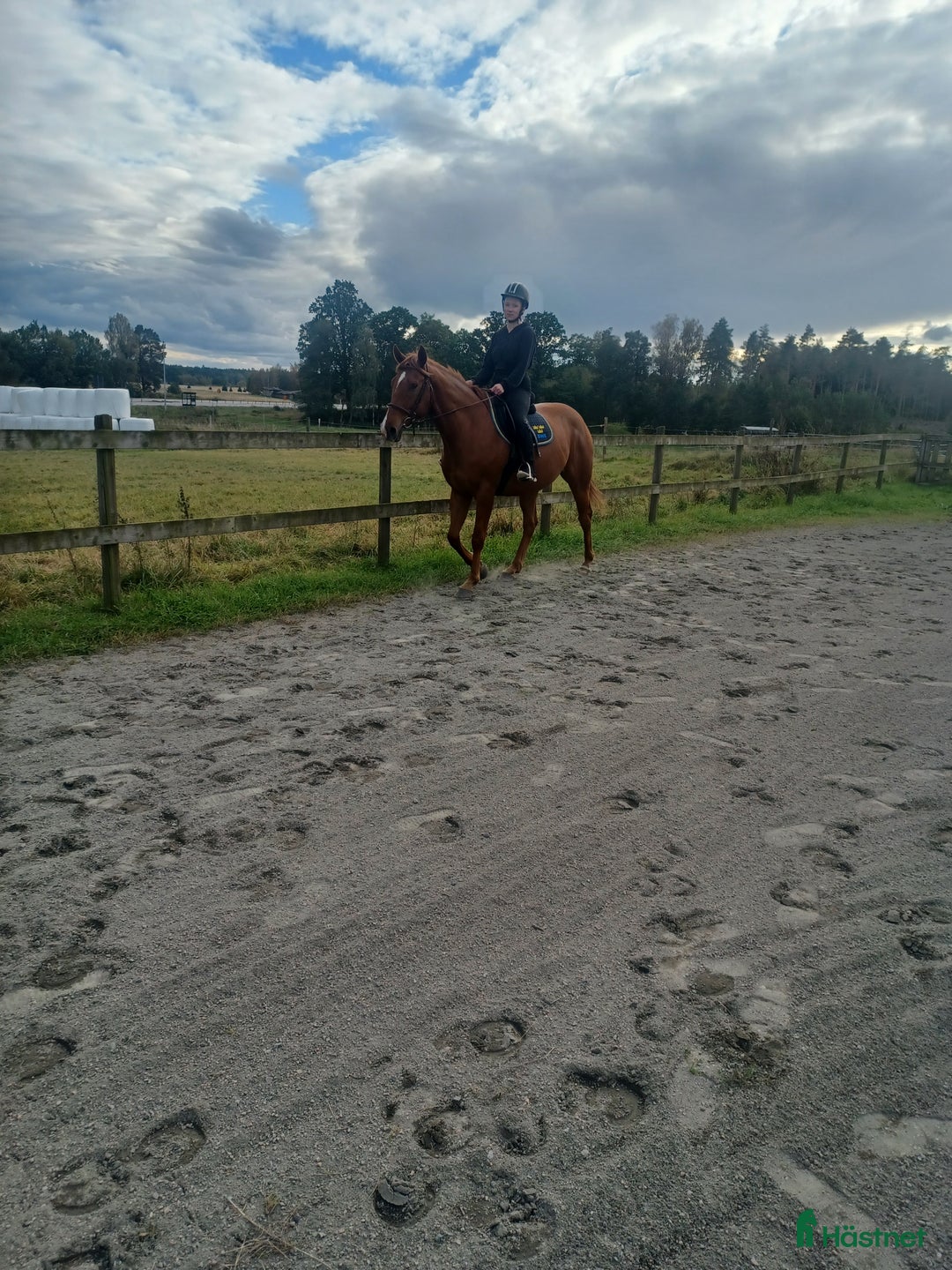 Allround hästar till salu: Ridhäst i Trollhättan - Annons 1
