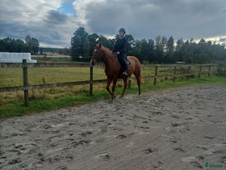 Allround hästar till salu: Ridhäst i Trollhättan - Annons 2