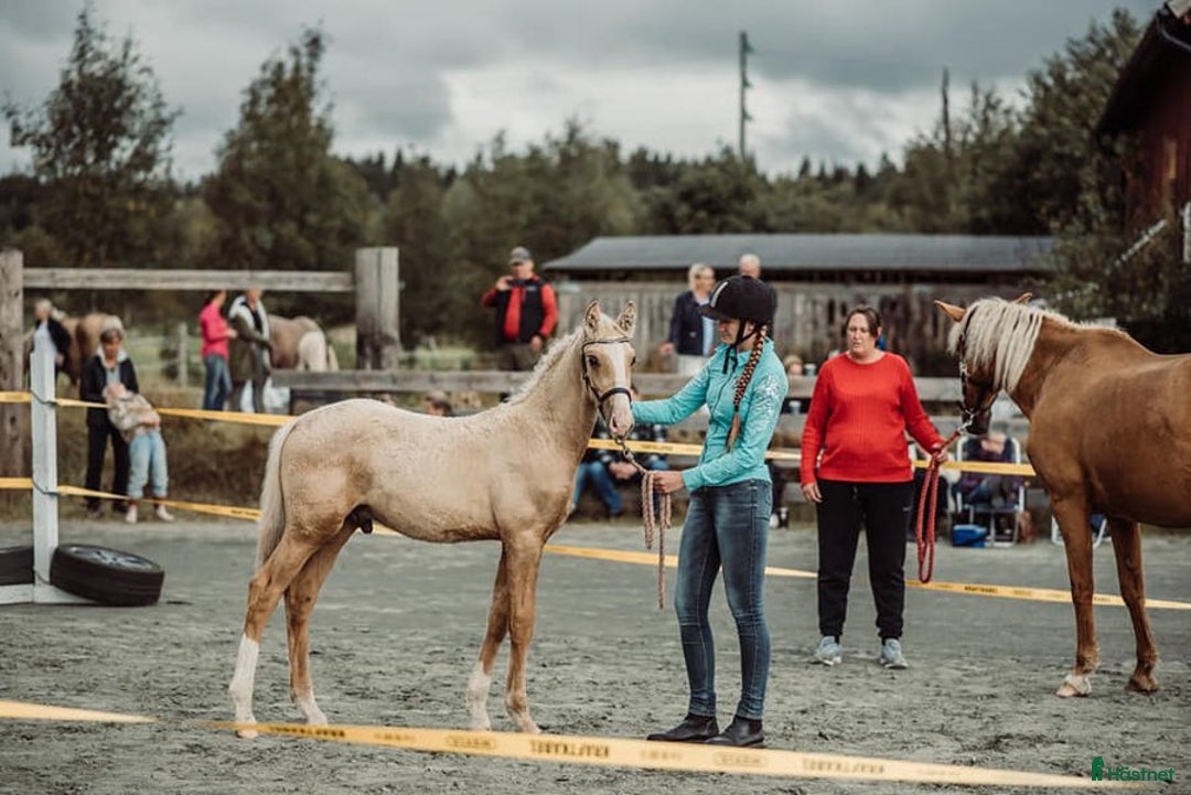  hästjobb finnes: Inridning, tillridning, grundhantering,lastträning i Vinninga - Annons 6