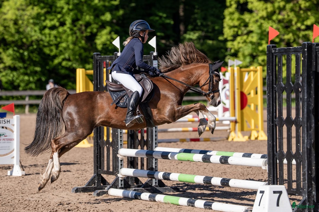 Galopp hästar till salu: Pony showjumping i Bräkne-Hoby - Annons 5