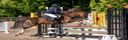 Galopp hästar till salu: Pony showjumping - Annons 5