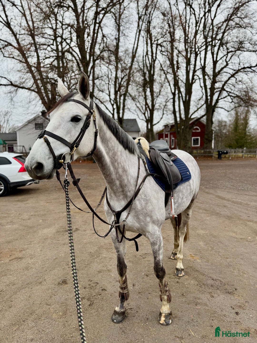 Hoppning hästar till salu: Trevligt sto i Åtvidaberg - Annons 4