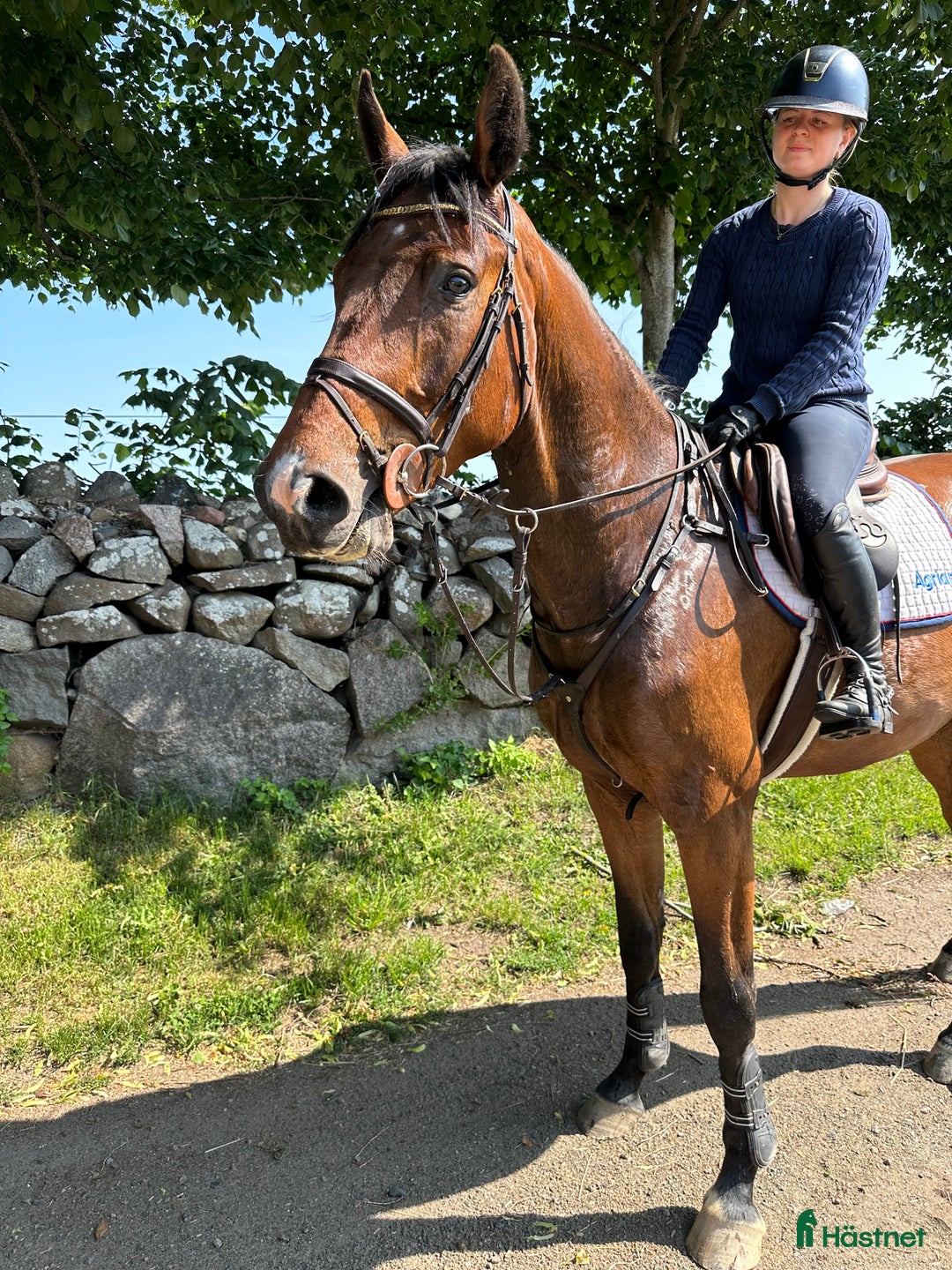 Hoppning hästar till salu: Trevlig unghäst till salu - Bild 1