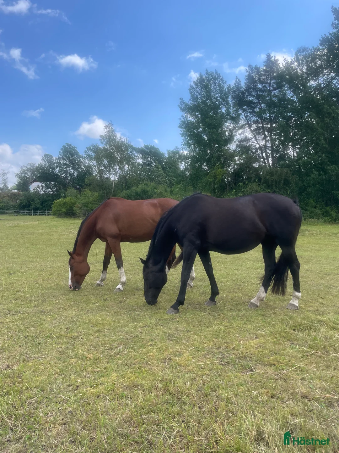  stallplats finnes: Lösdrift eller uppstallning  i Färentuna - Annons 3