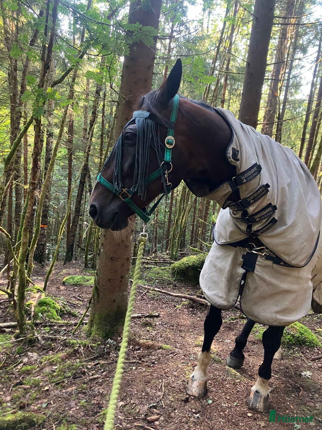 Allround hästar till salu: Vår bästa vän lånas ut på foder i Garphyttan - Annons 4