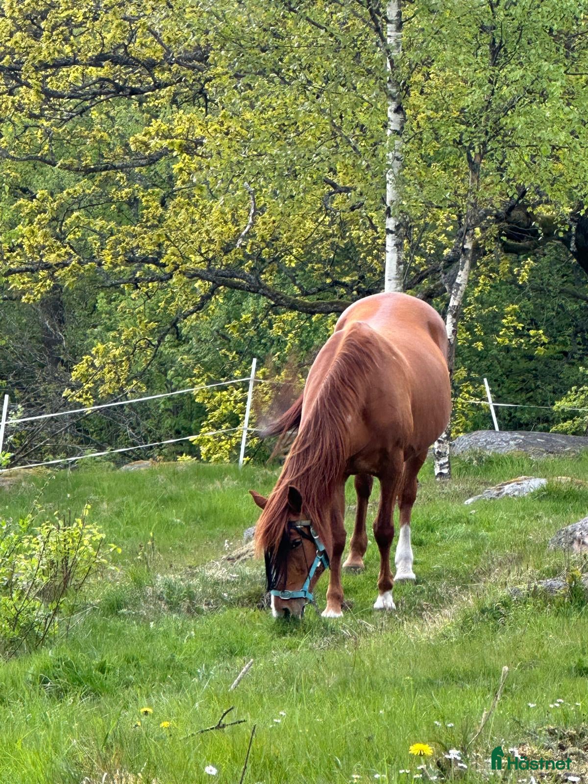  hästar Snäll ponny sökes! - Annons 8