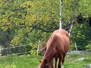 hästar Snäll ponny sökes! - Annons 8