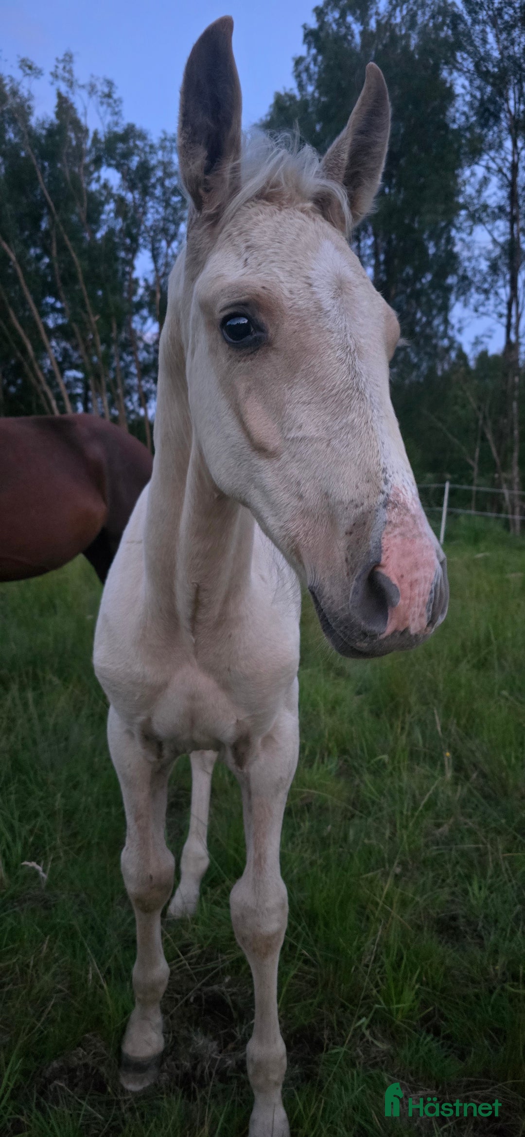 Dressyr hästar till salu:  PRE kille för den kräsna 💙 Palomino. Passa på i Veddige - Annons 5