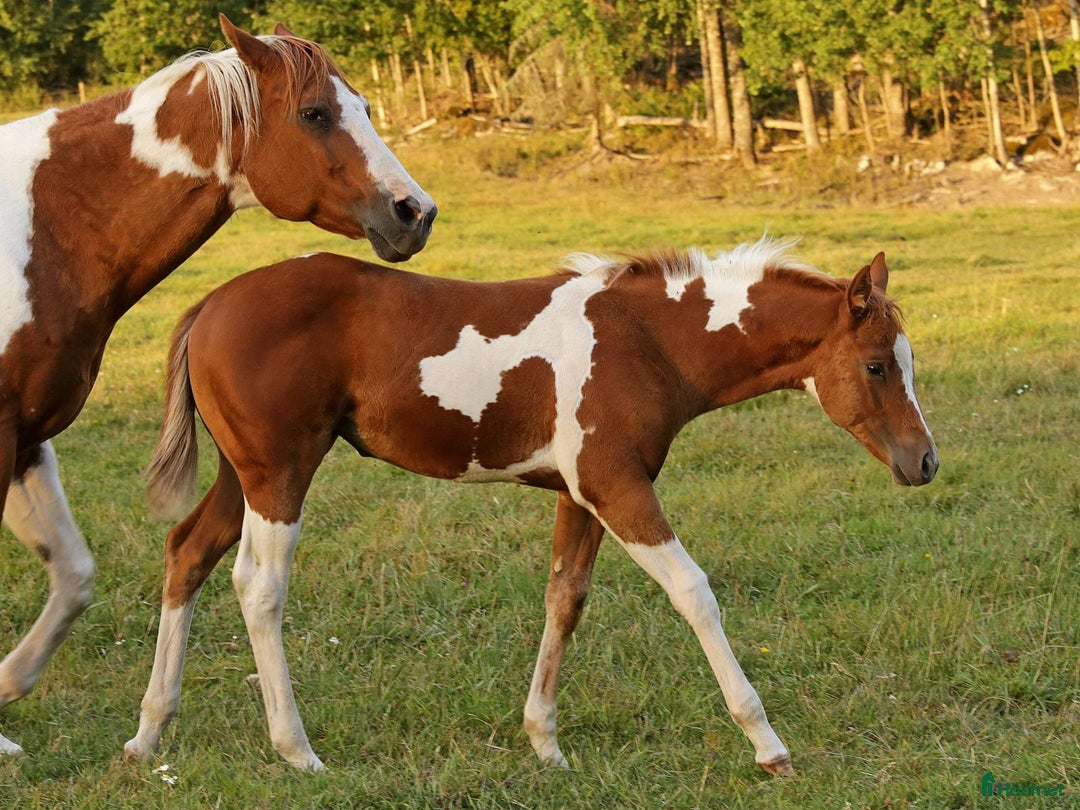 Western hästar till salu: Höstrea på Kungsvikstorp i Åtvidaberg - Annons 17