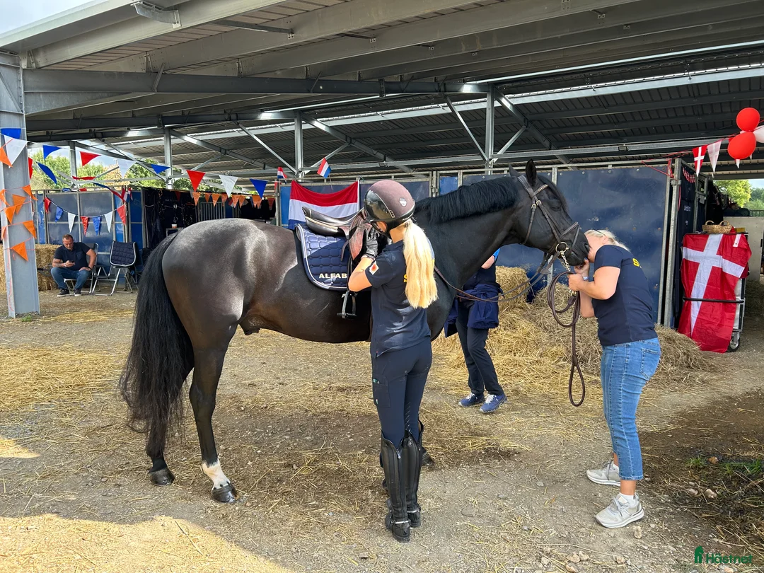 Hoppning hästar till salu: Läromästare och bästa vän!! - Annons 16