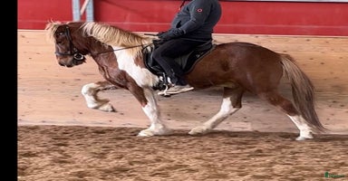  hästar i Skinnskatteberg - Annons 3